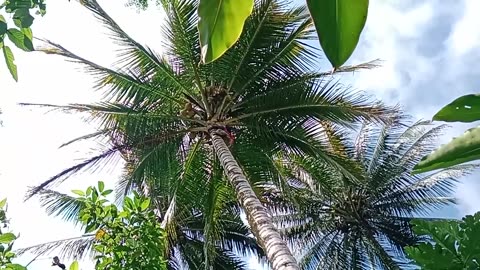 😱 seorang anak memanjat pohon kelapa yang begitu tingginya