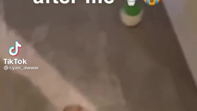 Cat saying "OK"