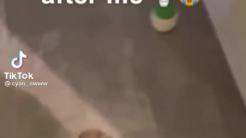 Cat saying "OK"