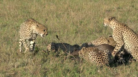 A Cheetah Hunting Animals | video