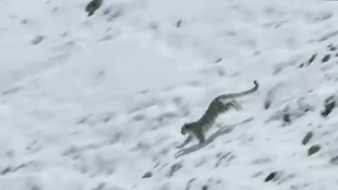 These Are Only 2 Predators Can Catch Mountain Goats, Let's See How They Do-