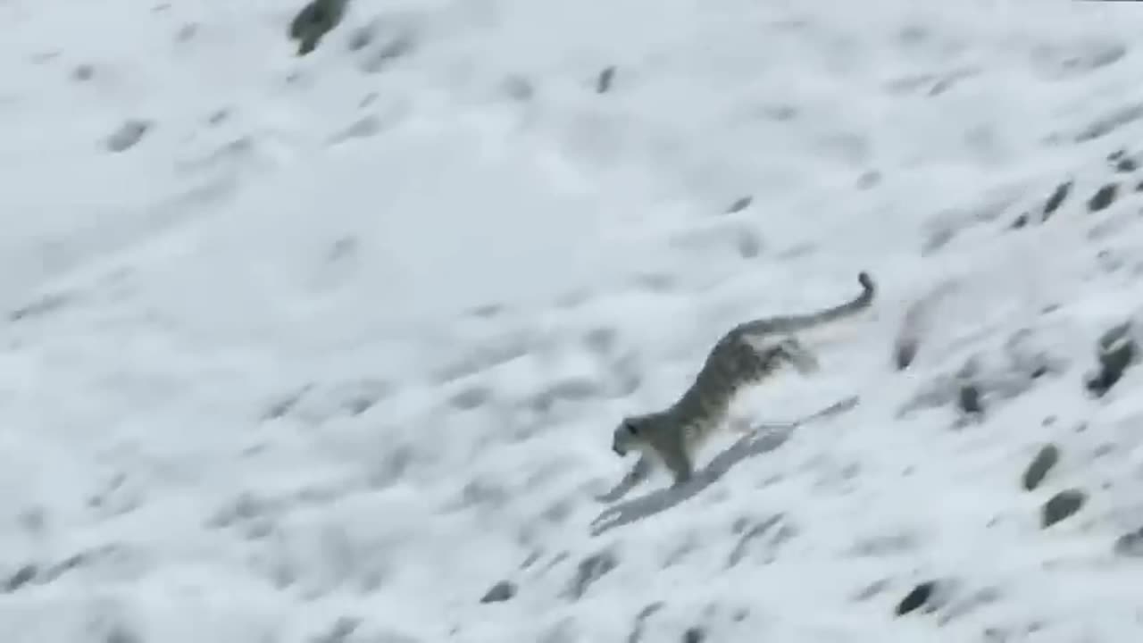 These Are Only 2 Predators Can Catch Mountain Goats, Let's See How They Do-
