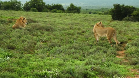 tigers race