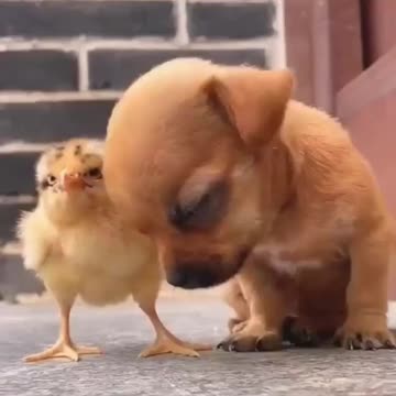 Cute Puppy with his cute friend