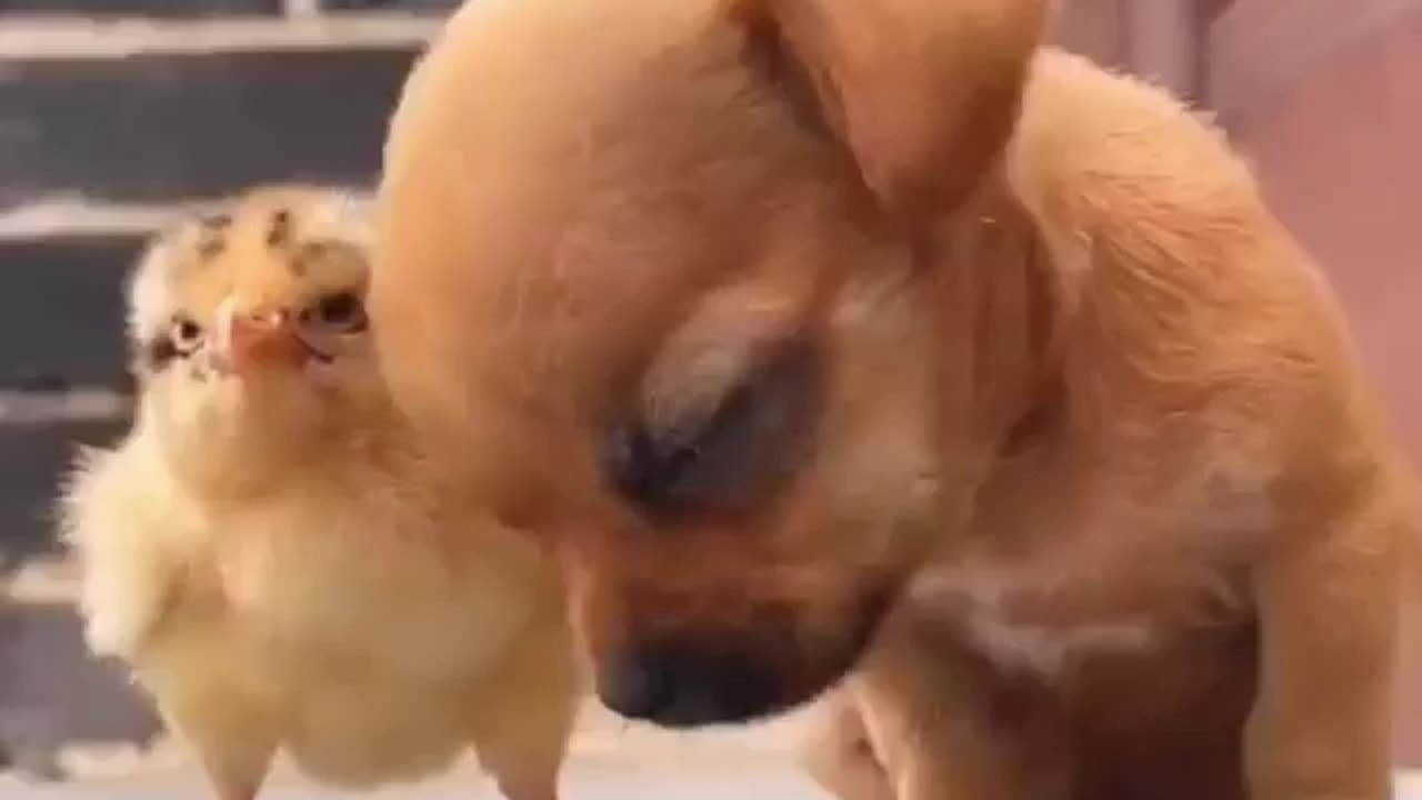 Cute Puppy with his cute friend