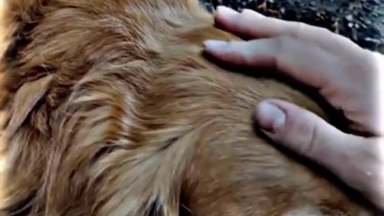 I found a lost dog, or it found me! ❤️🐕