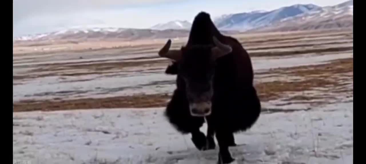 We met this wild yak in the plateau snow mountain, and he attacked us