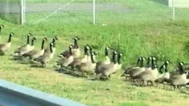 Geese Squad