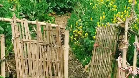 Garden flowers