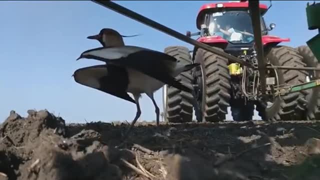 Mamma Bird was ready to give her life to protect her eggs and Caring Farmer said "I got you"”