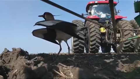 Mamma Bird was ready to give her life to protect her eggs and Caring Farmer said "I got you"”