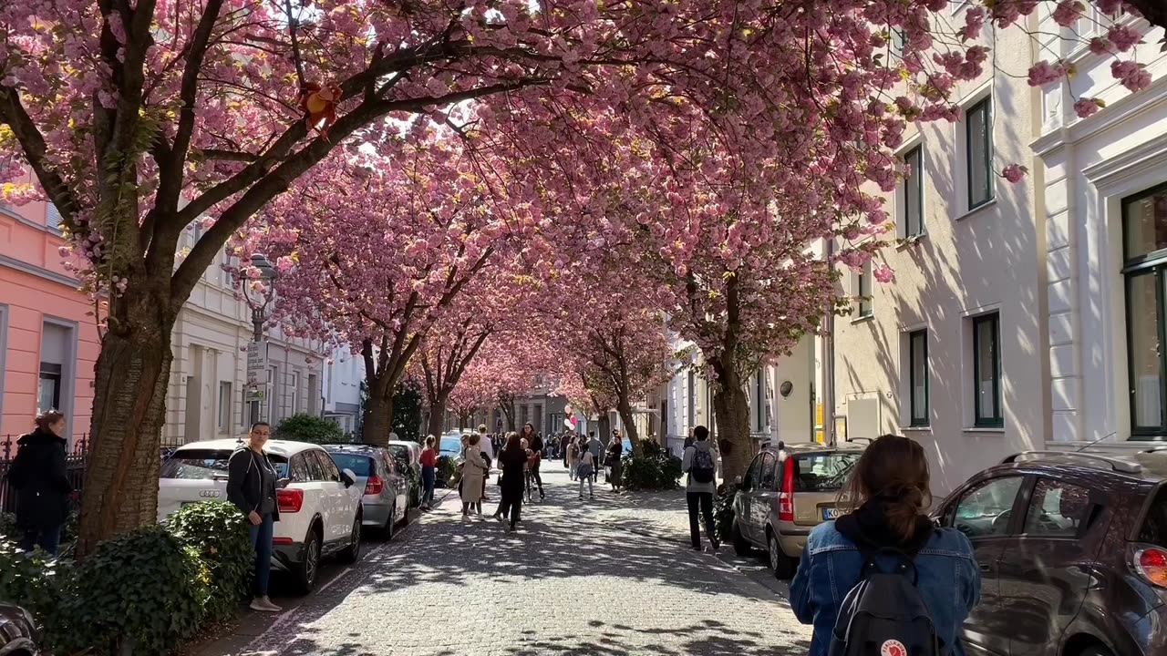 Cherry Blossoms, Bonn