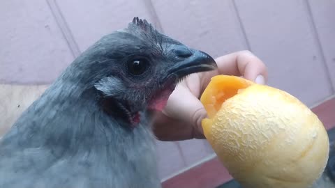 Feeding Chicks Melons