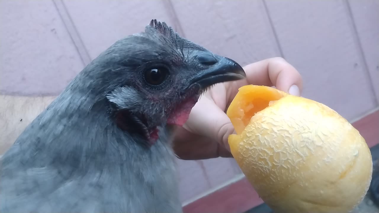 Feeding Chicks Melons