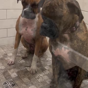 Snoozy Shower Buddies