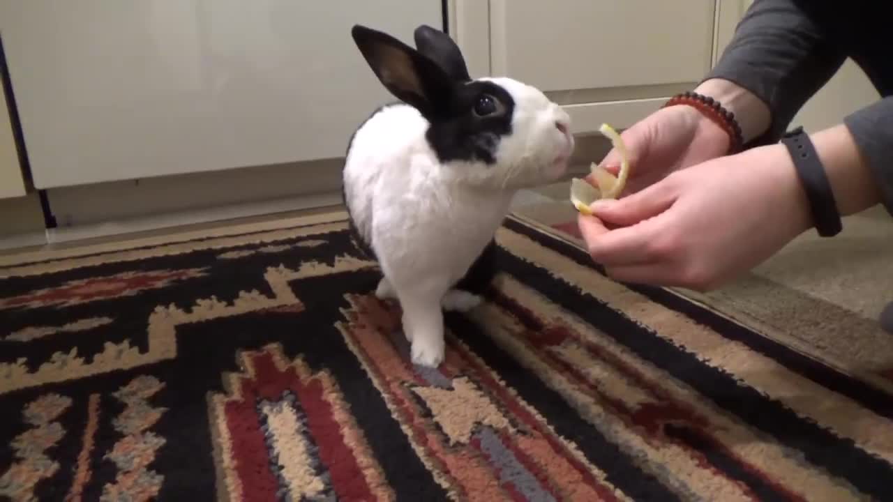 Rabbit tries a lemon for the first time!