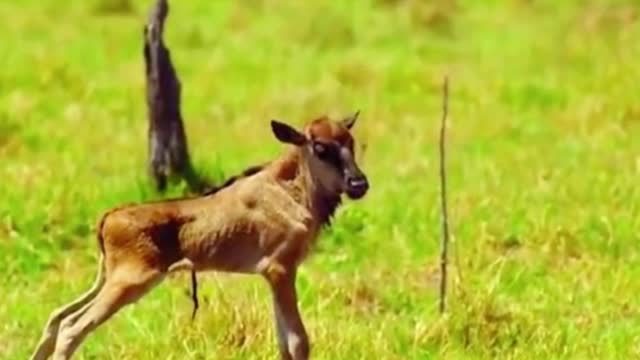 Is this a newborn cow? Because it still looks small