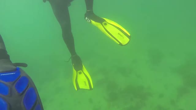 Swimming with a wild dolphin at Shelley Beach 1