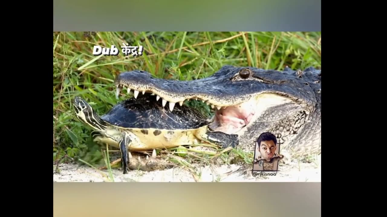 Hilarious Dub Video of a Crocodile by RJ Kisna Dub Kendra (1080p)