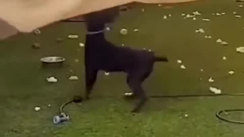 Cute and Funny Animal vidio 🤣🤣