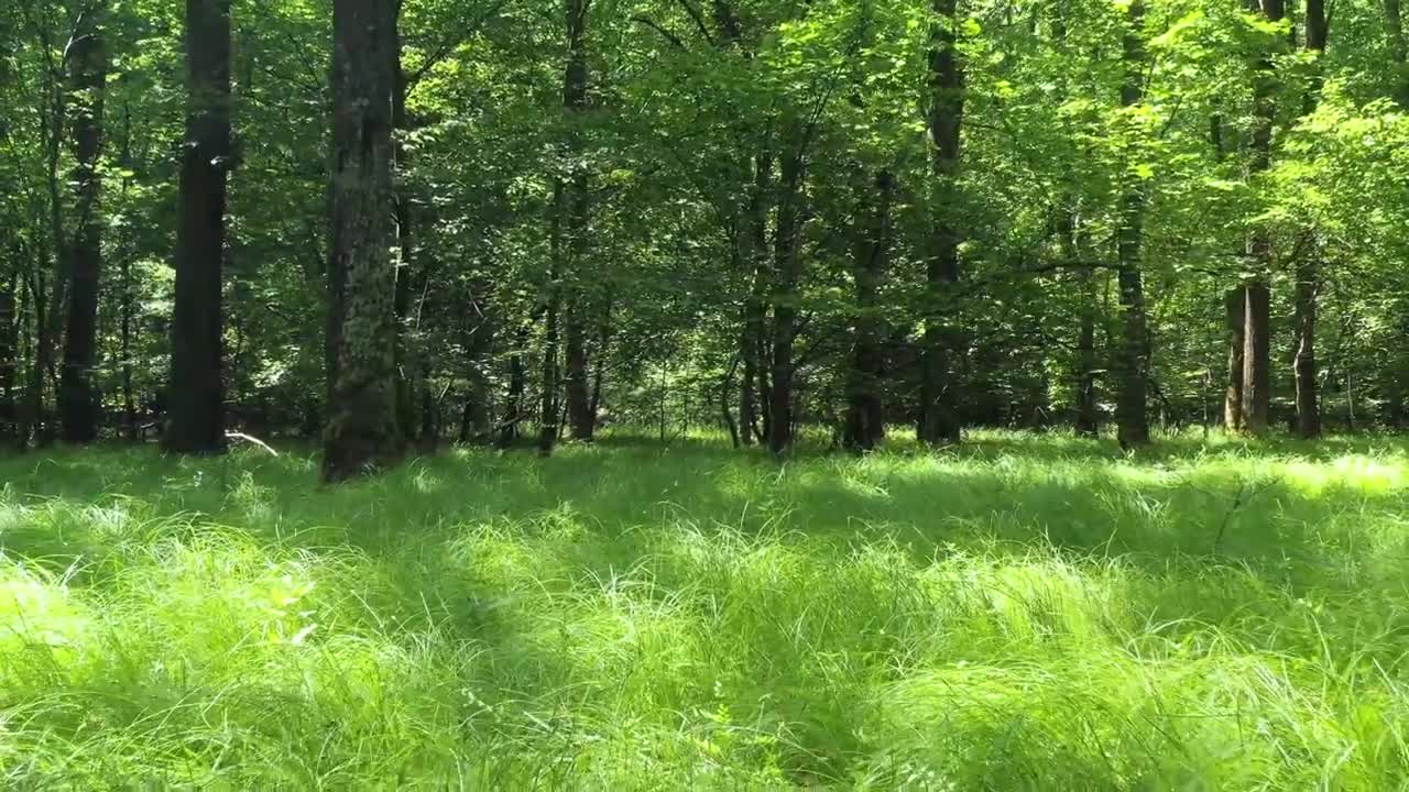 Beautiful Nature Stock Footage Royalty-Free, No Copyright, Free Download
