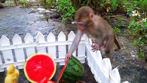 Happy monkey with rabbit and duk animal ht home baby monkey kiki cutest abu