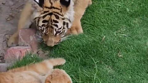 Tiger cube wants to fight with little cat