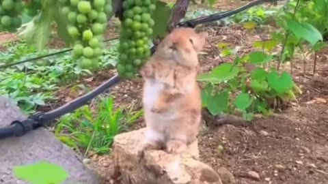 The Cutest Bunny I've ever seen! Viral