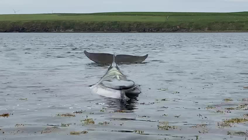 AMAZING MINKE WHALES BEACHED WHILE HUNTING NOT HUNTING FOR SEALS NO GREAT WHITE SHARK