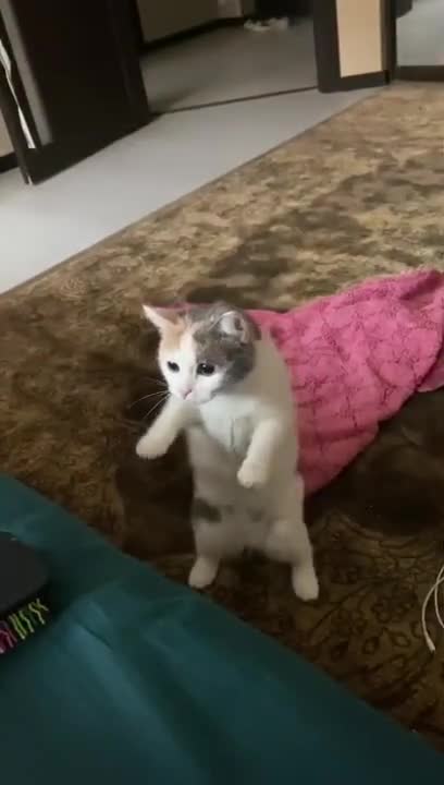 This Cat Is Very Beautiful And Cute 💗😻