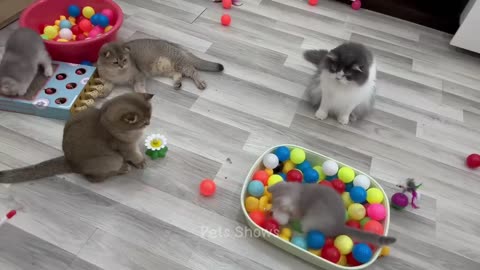 Try Not To Laugh 😅 Funniest Cats and Dogs 2023 😹🐶 1 Hour
