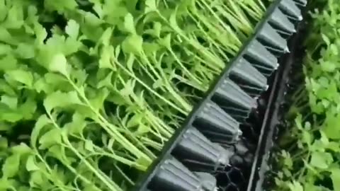 Coriander Seedlings Are Ready For Spring Planting