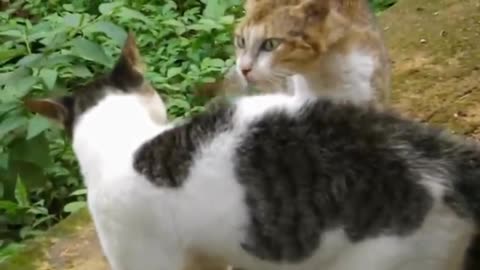 Best cat Animals fight video