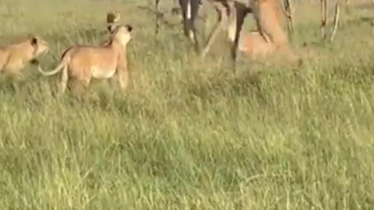 giraffe vs lion pride