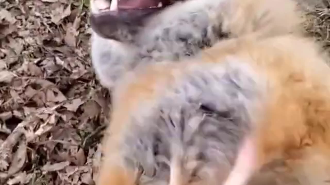 Fox Laugh Funny Animal Moment