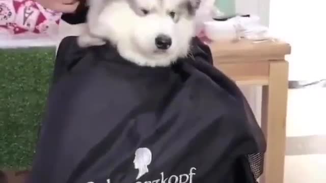 Dogs cut their hair