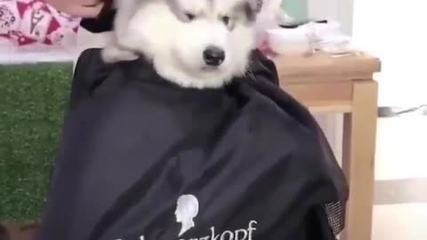 Dogs cut their hair