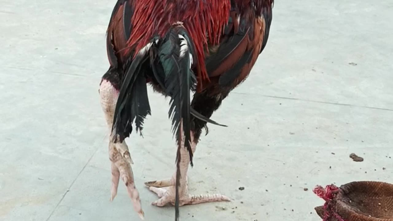 Rooster 🐓🐔🐓🐔