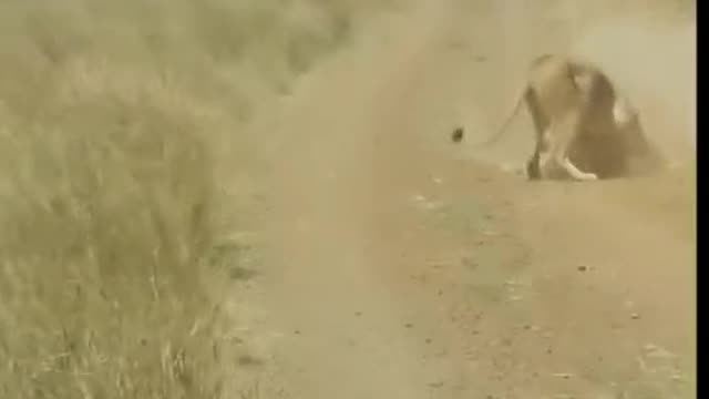 Unlucky you pig
