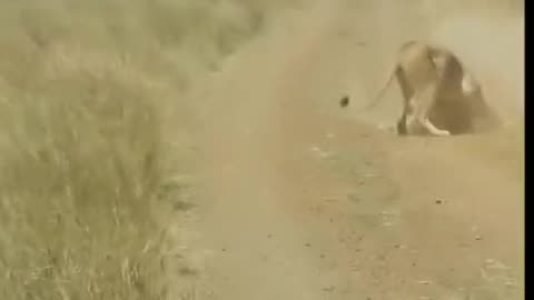 Unlucky you pig