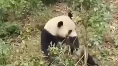 funny panda videoa