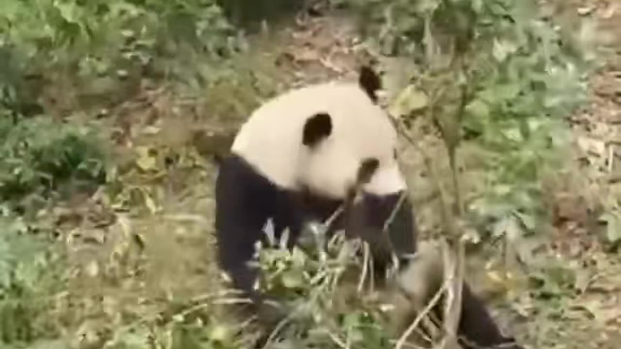 funny panda videoa