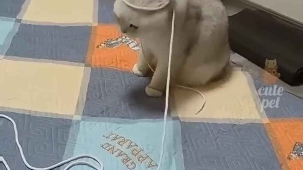 Funny cats video 🤗 #music #cats