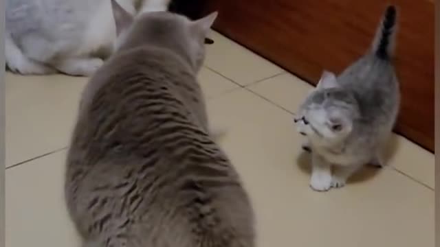 Mama Cat's Heroic Defense, Funny!