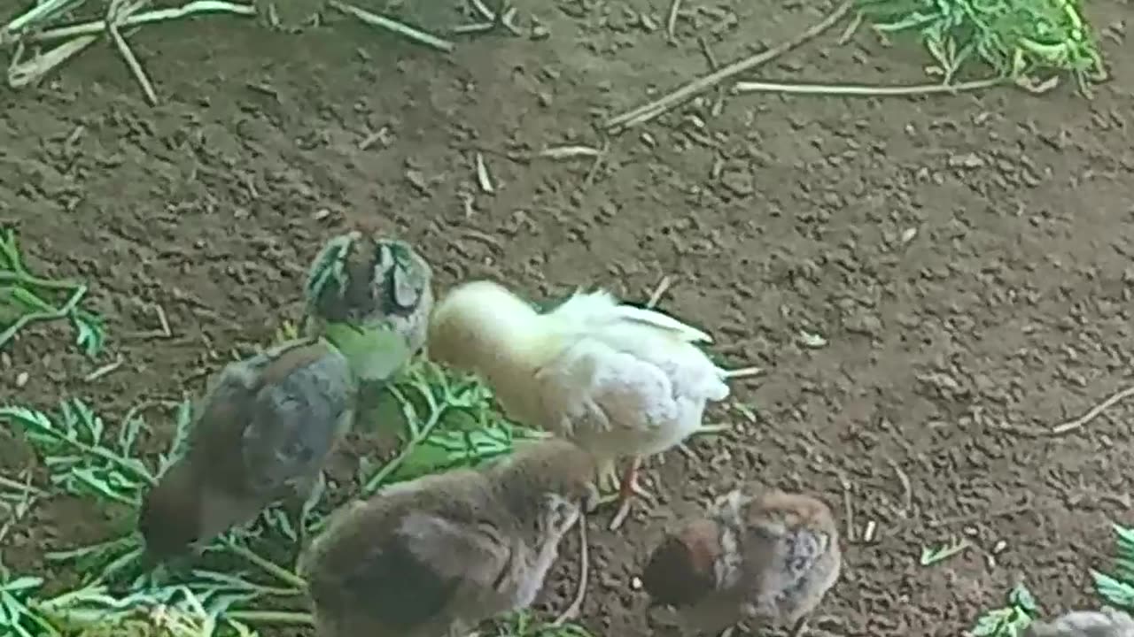 La naissance de mes petits poussins de ferme