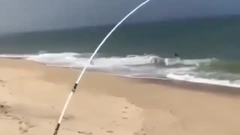 This is a beautiful and charming water-dwelling species