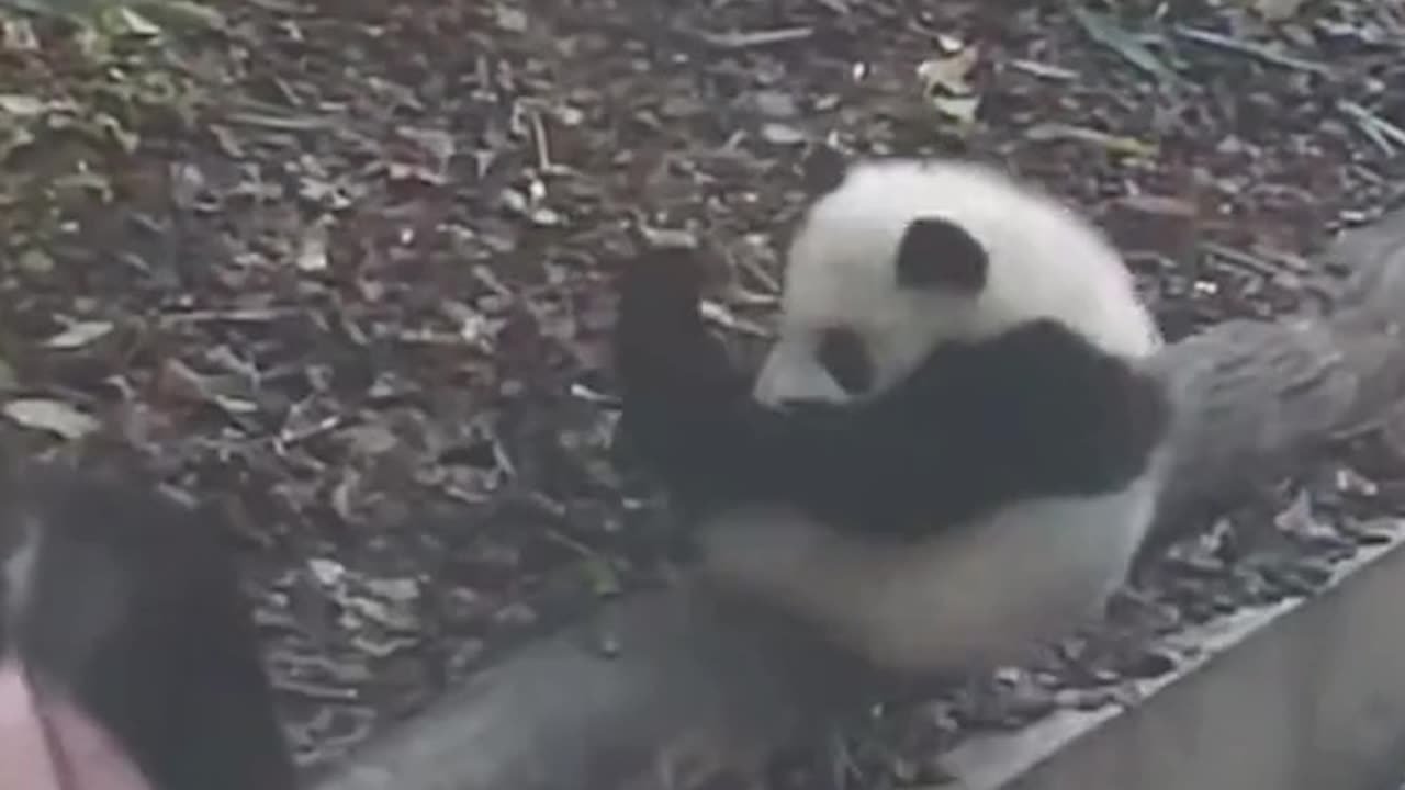 Baby Panda Abandoned By Mommy 🐼 😭