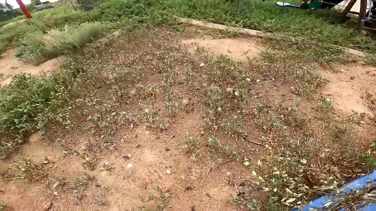 Baby Tortoises Hatching Out of the Ground-17