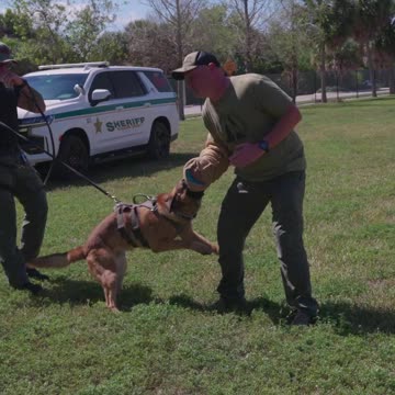 This Belgian Malinois Almost Dislocated My Shoulder