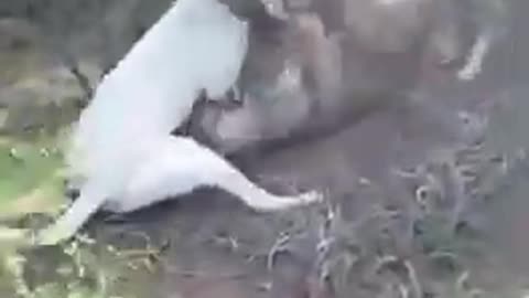 Lion vs Pitbull